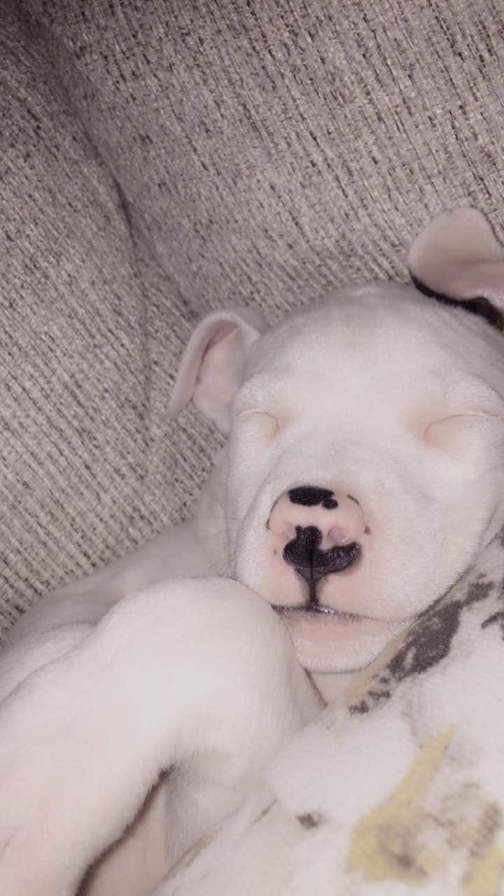 Johncarlo O.'s photo of camping with pets at Mountainview Campground near Neshanic Station, NJ