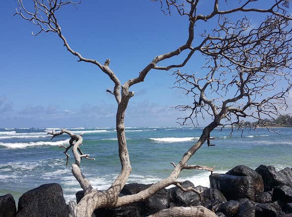 Camper-submitted photo at Kapa'a Beach Park near Pu'u O Umi Natural Area Reserve