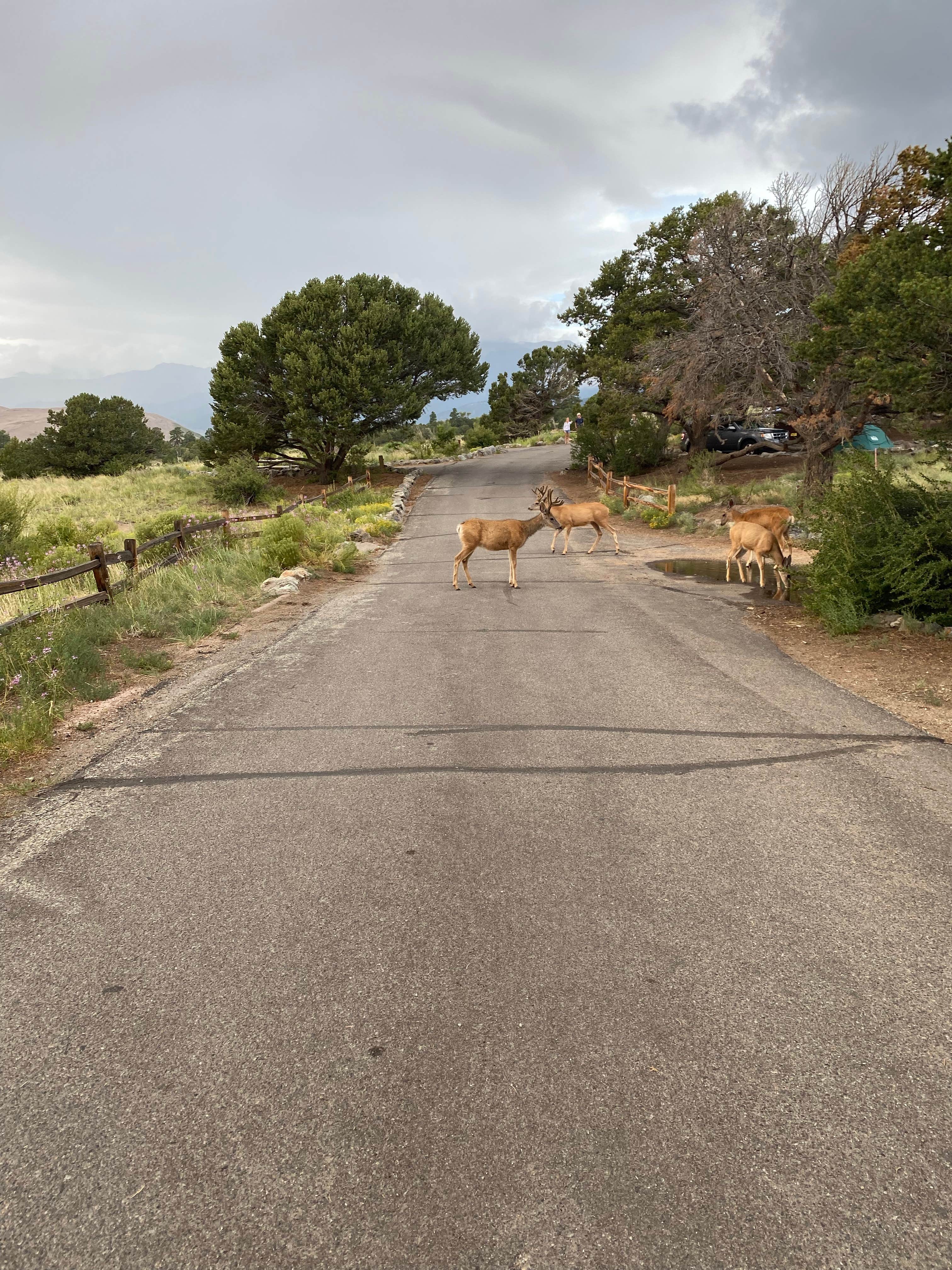 Serena L.'s photo of camping with pets at Pinon Flats Campground — Great Sand Dunes National Park near Great Sand Dunes National Park And Preserve