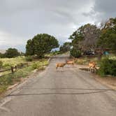 Review photo of Pinon Flats Campground — Great Sand Dunes National Park by Serena L., August 4, 2021