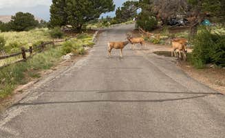 Serena L.'s photo of camping with pets at Pinon Flats Campground — Great Sand Dunes National Park near Rye, CO