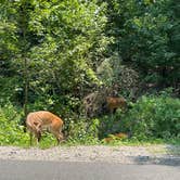 Review photo of COE Lake Ouachita Joplin Campground by Gary M., August 4, 2021