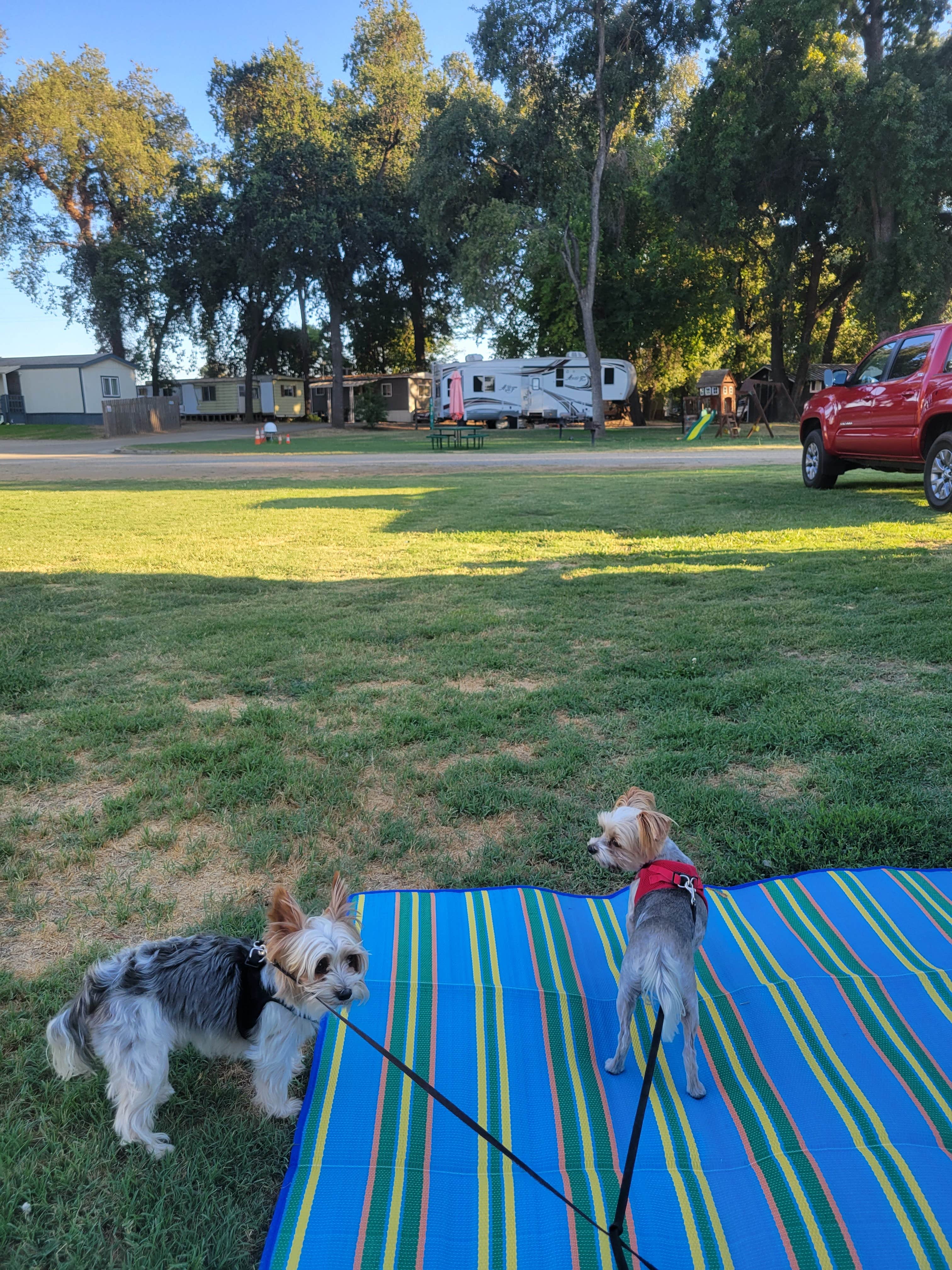 Jenny G.'s photo of camping with pets at Riverbend RV Park near Fresno, CA