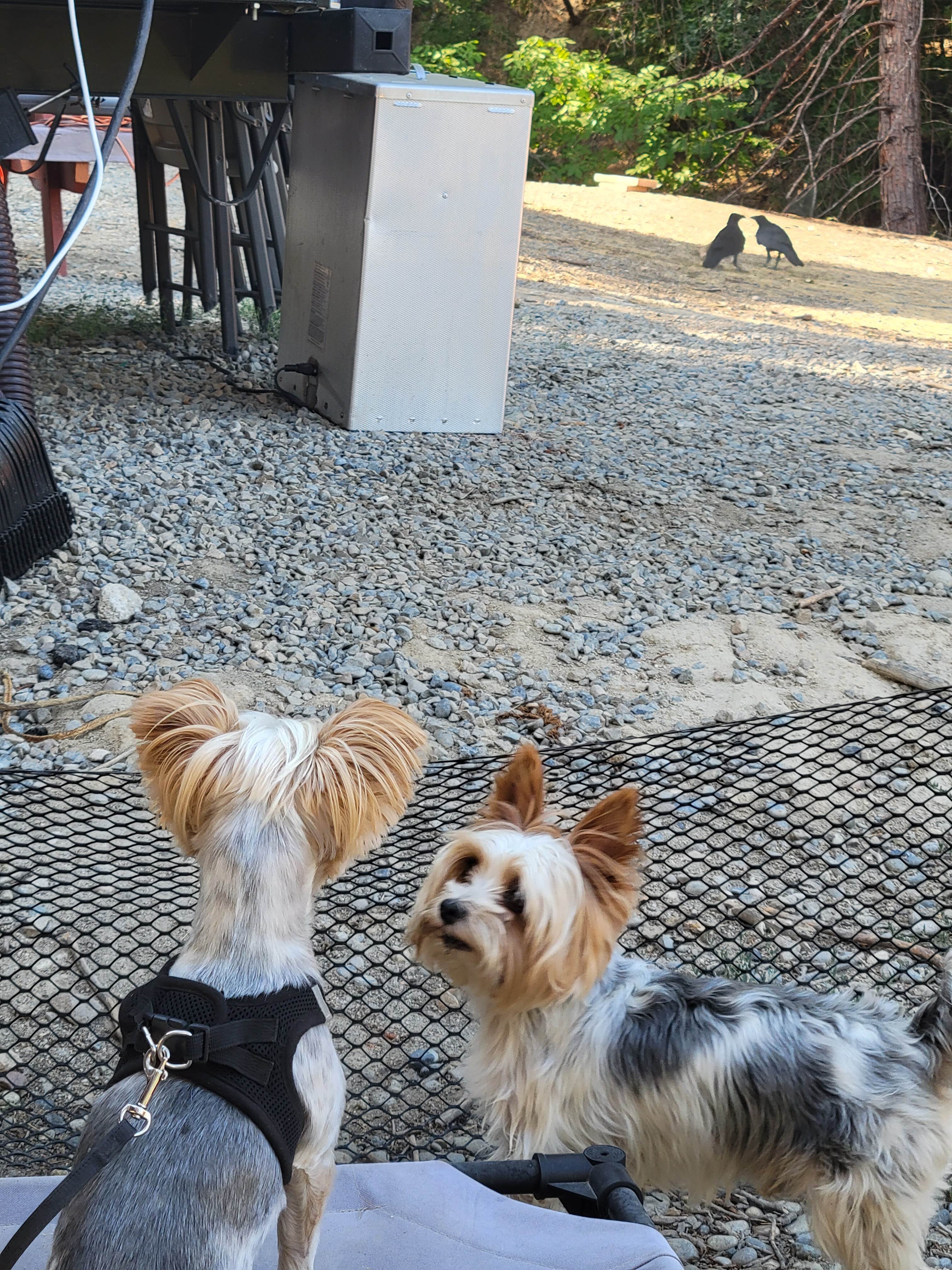 Jenny G.'s photo of camping with pets at Bass Lake at Yosemite RV Resort near Bass Lake, CA