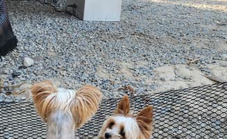 Jenny G.'s photo of camping with pets at Bass Lake at Yosemite RV Resort near Bass Lake, CA