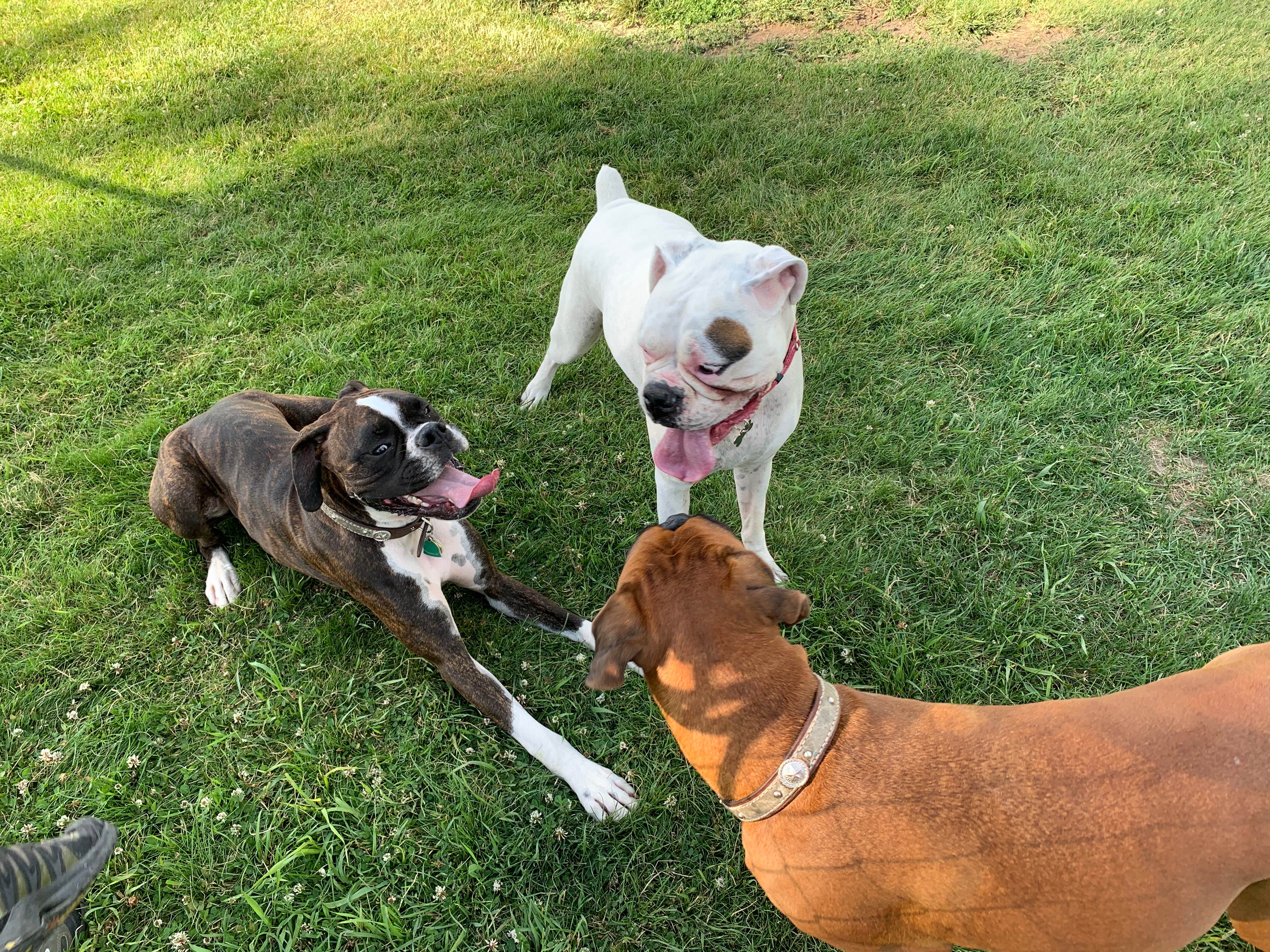 Beaver's photo of camping with pets at Beaver Lake Campground near Custer, SD