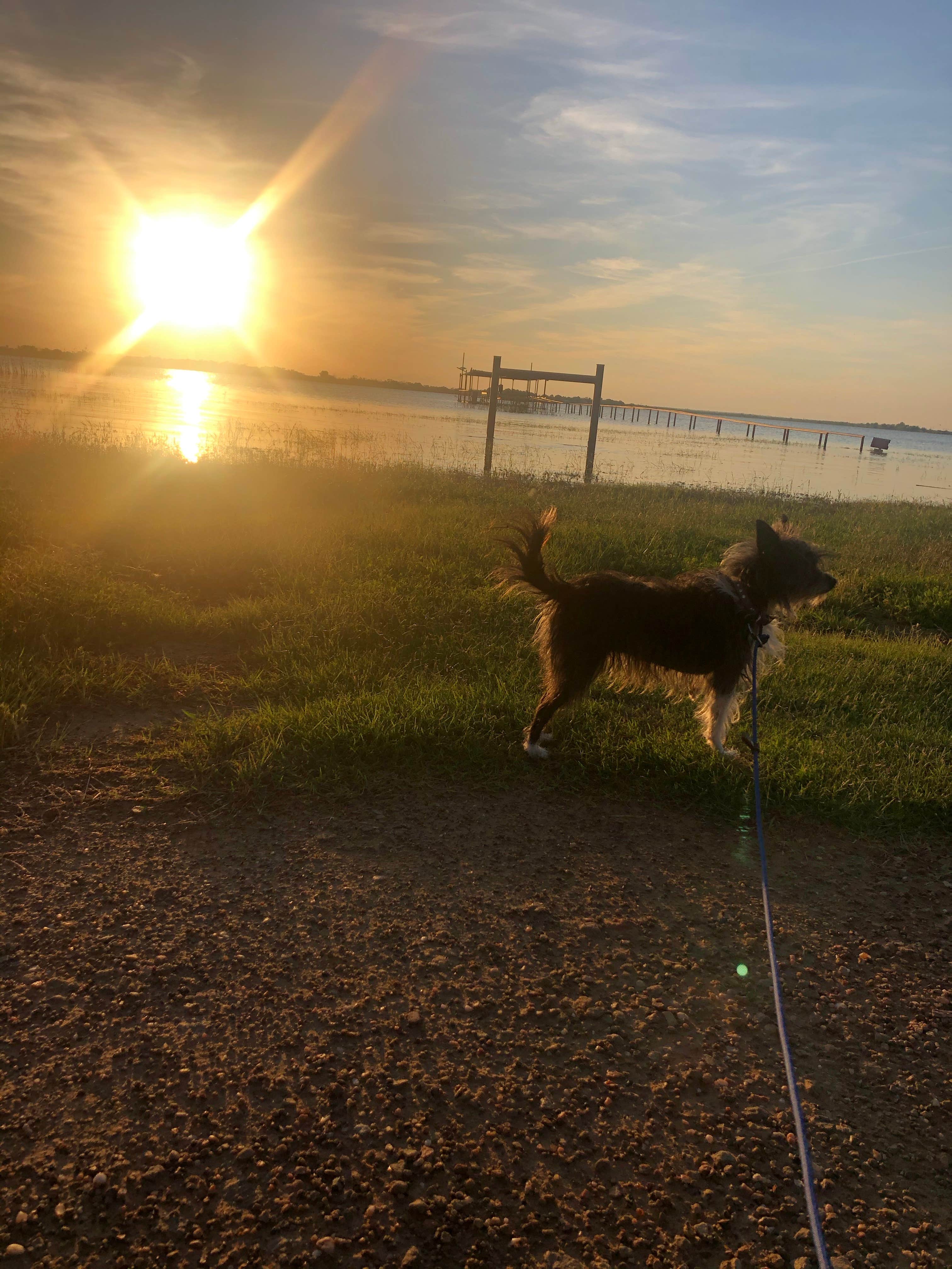 Robyn W.'s photo of camping with pets at Lake Stamford Marina near Stamford, TX
