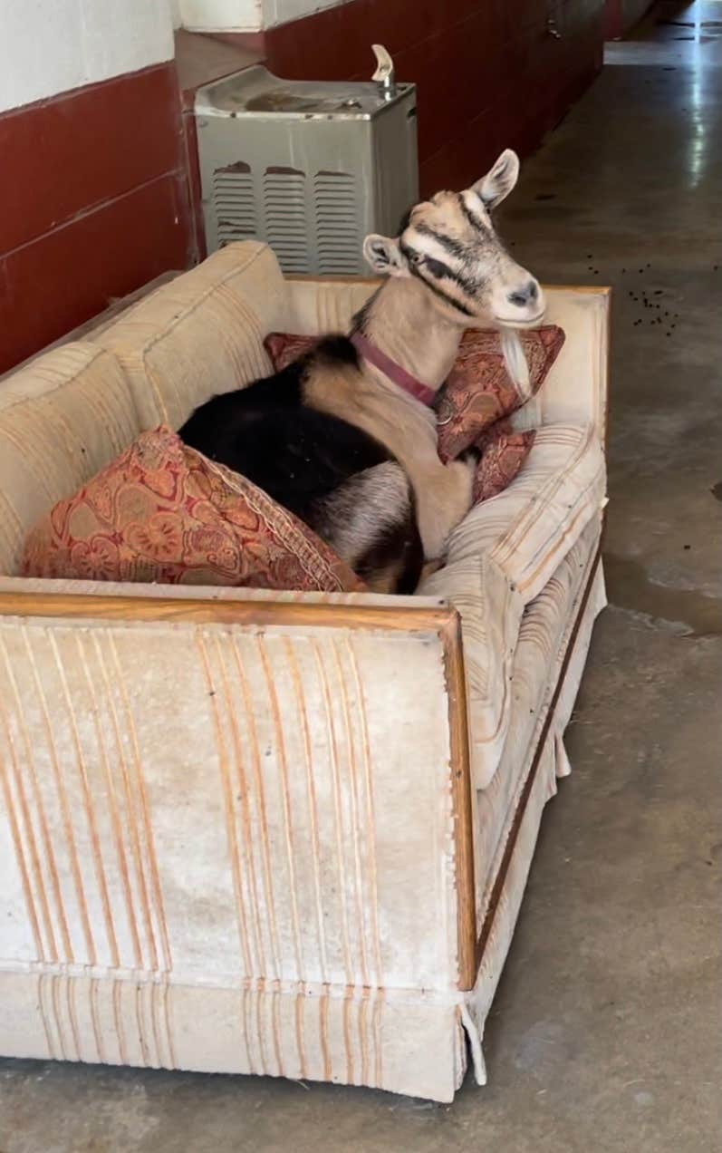Joyce T.'s photo of camping with pets at Oak Mountain State Park Campground near West Blocton, AL