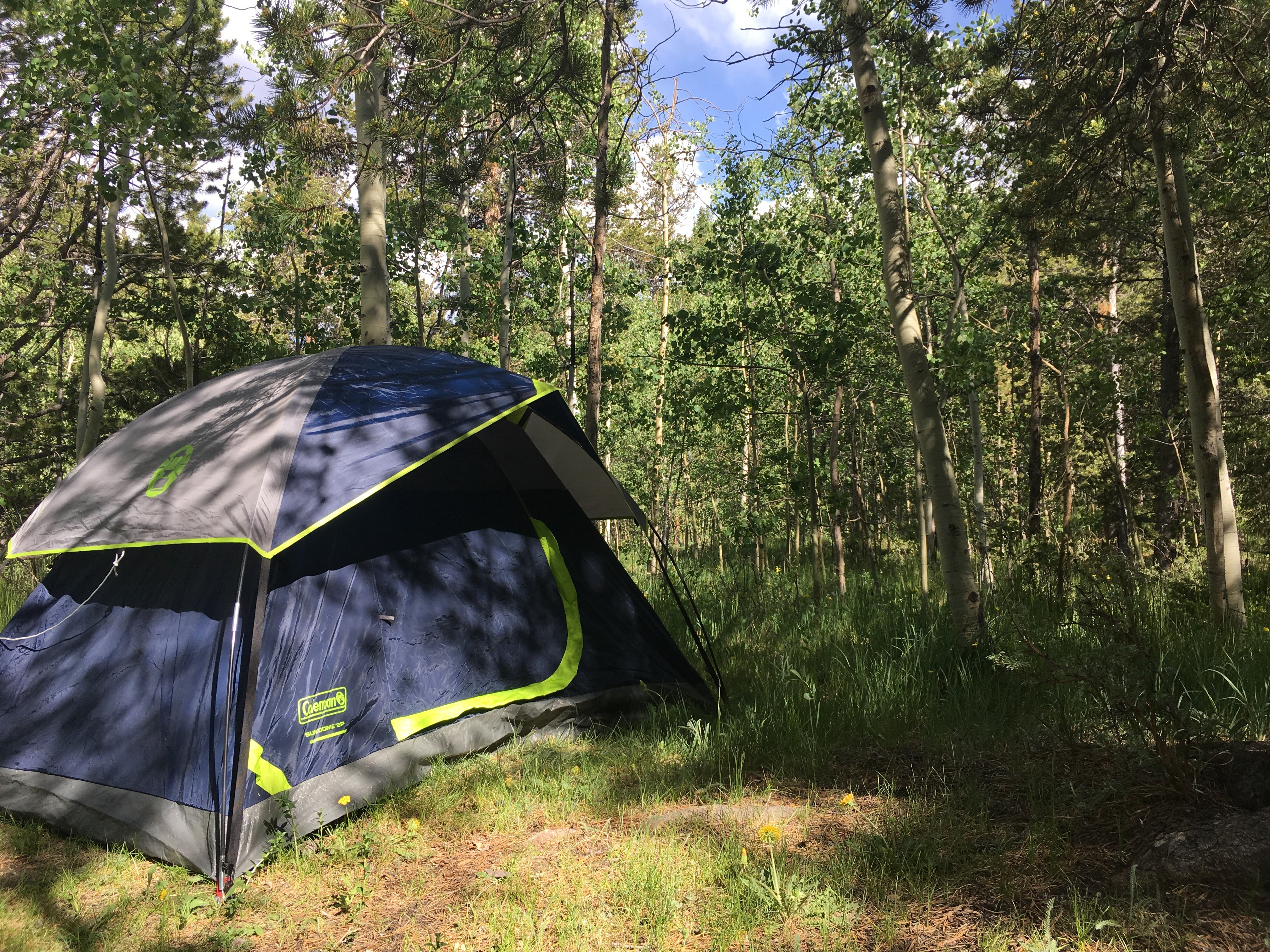 Camper submitted image from Kenosha Pass Campground - 5