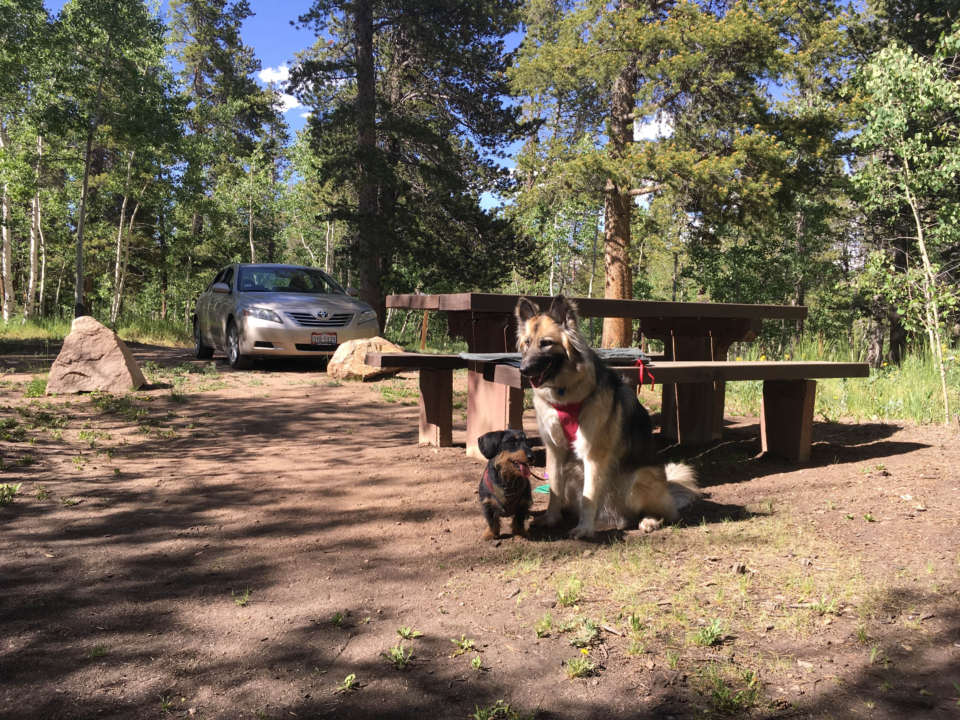Lydia W.'s photo of camping with pets at Kenosha Pass Campground near Fairplay, CO