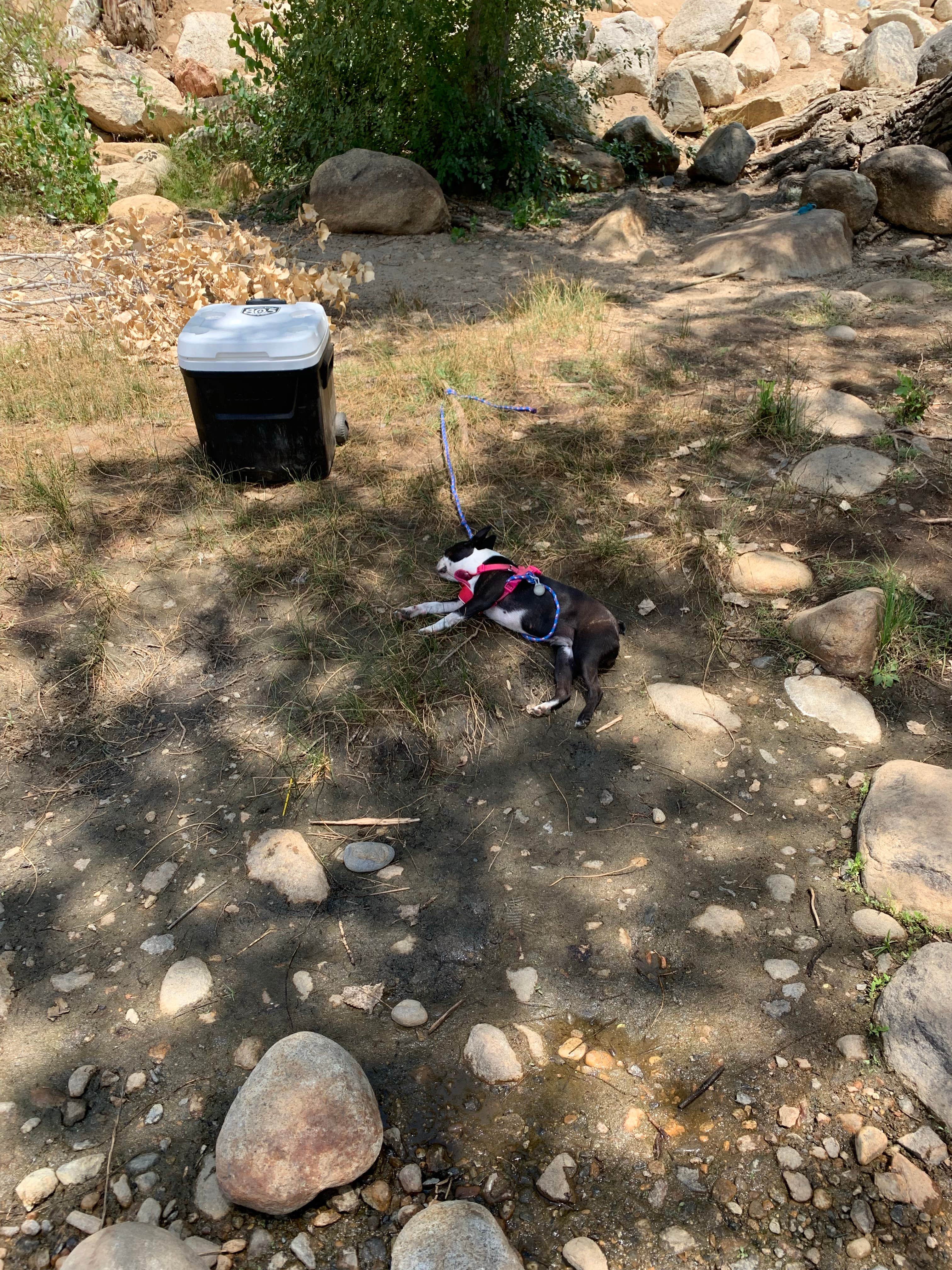Armando C.'s photo of camping with pets at KRS RV Resort@Camp James near Posey, CA