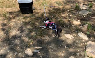 Armando C.'s photo of camping with pets at KRS RV Resort@Camp James near Posey, CA