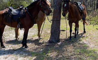 B H.'s photo of camping with a horse at Princess Place Preserve near Welaka, FL