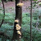 Review photo of Maquoketa Caves State Park Campground by Brett F., August 5, 2021