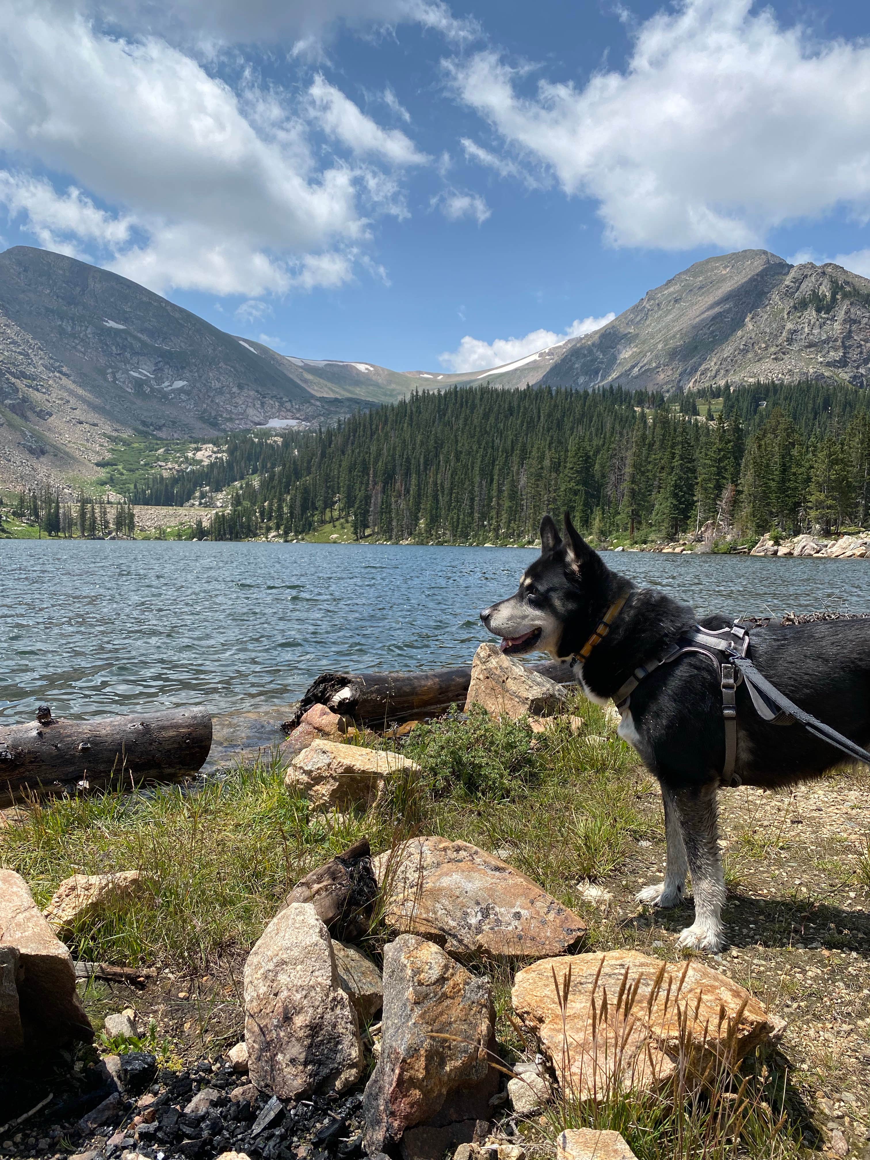 Cody W.'s photo of camping with pets at Chinns Lake Dispersed Camping near Silver Plume, CO