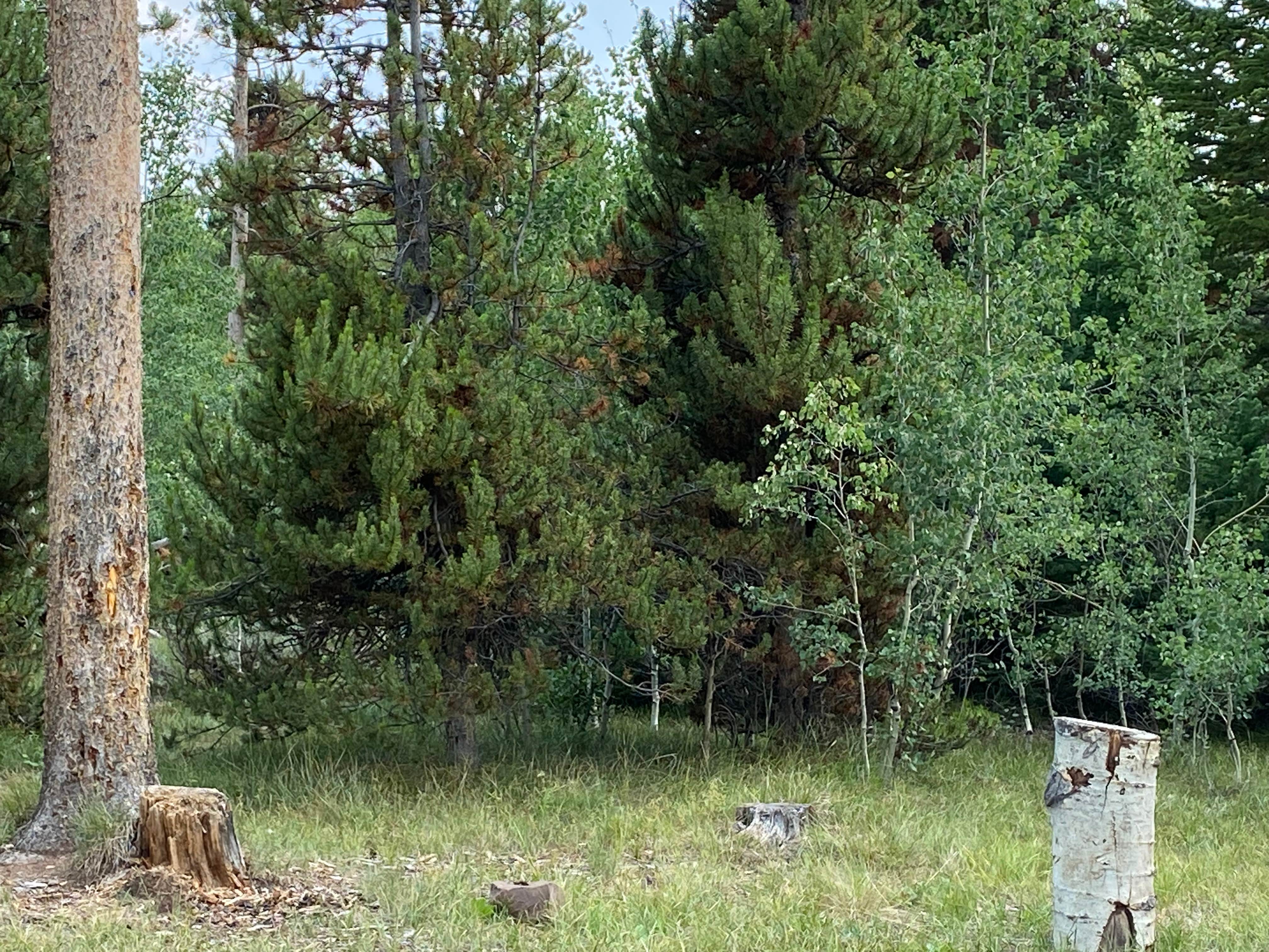 Camper submitted image from Meeks Cabin Campground — Uinta Wasatch Cache National Forest - 2