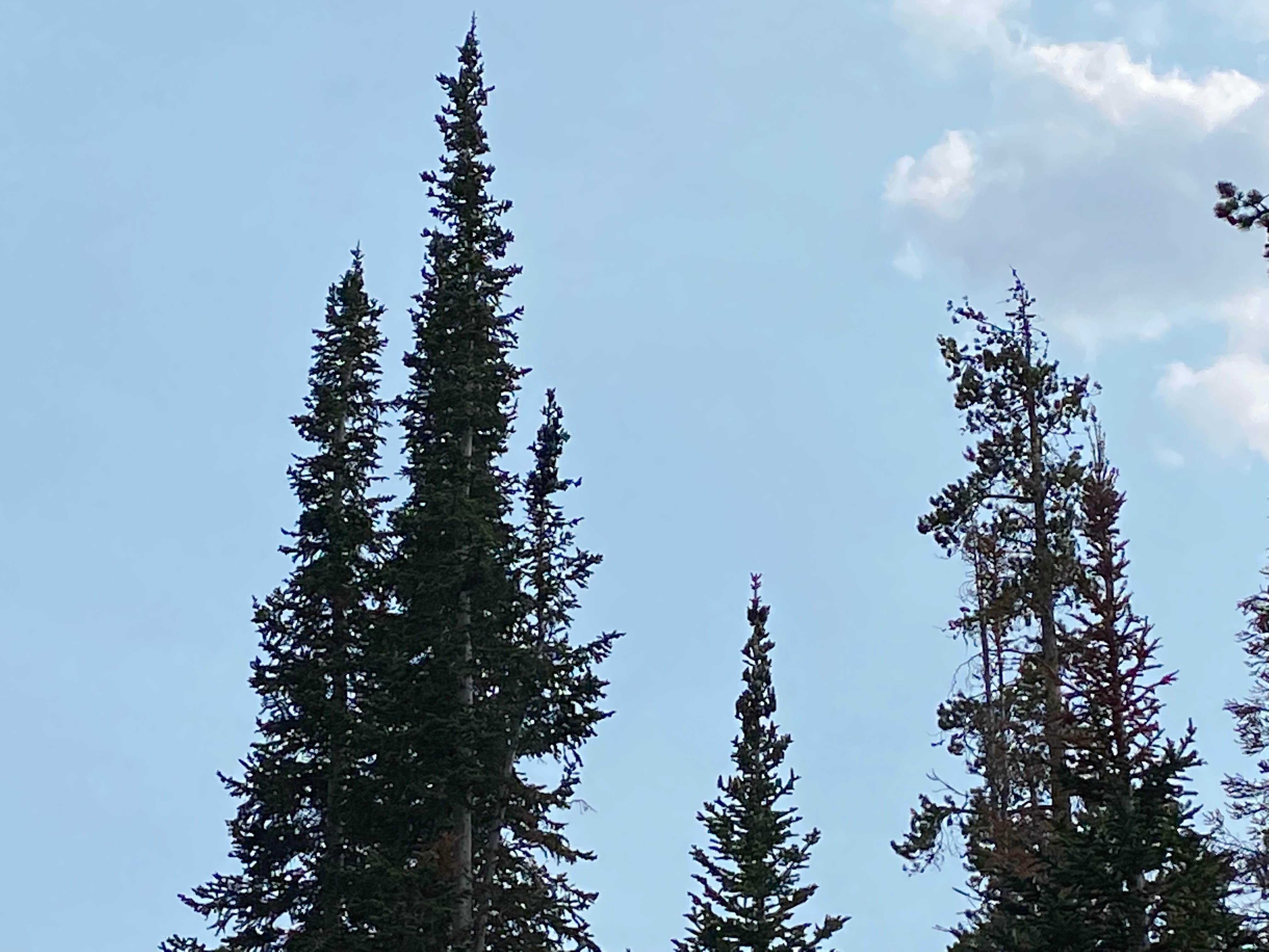 Camper-submitted photo at Meeks Cabin Campground — Uinta Wasatch Cache National Forest near Robertson, WY
