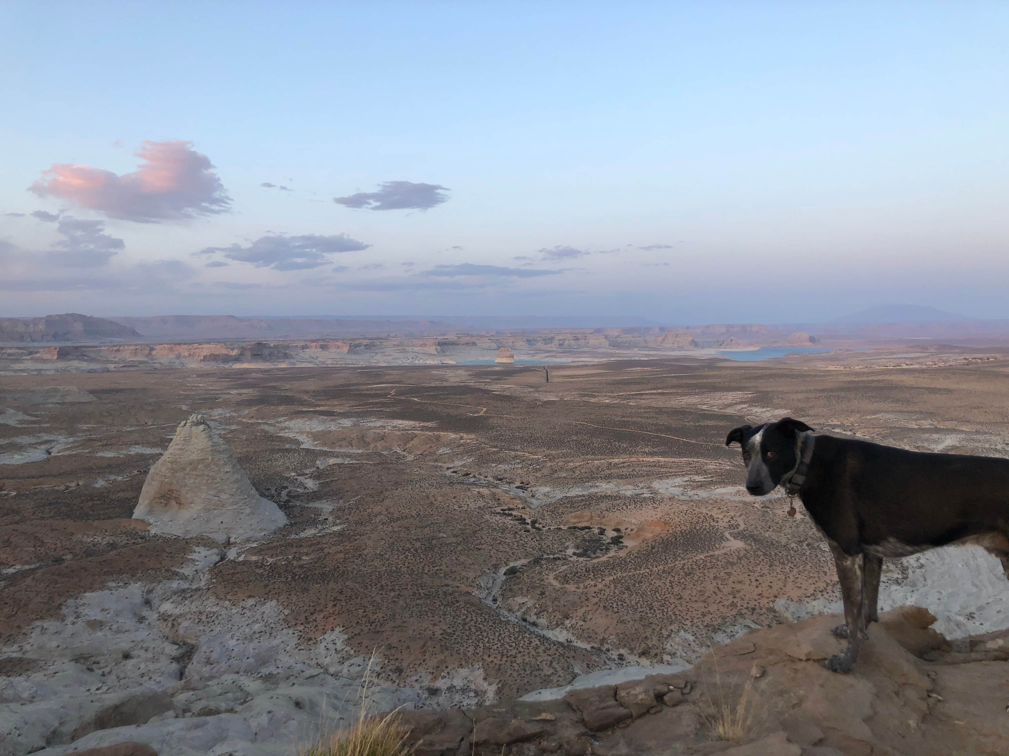 rosie F.'s photo of camping with pets at Corral Dispersed — Glen Canyon National Recreation Area near Page, AZ