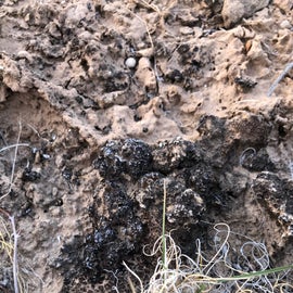 lots of macrobiotic soil around — watch your step!