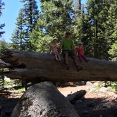 Review photo of Dorst Creek Campground — Sequoia National Park by Geoff H., July 18, 2016