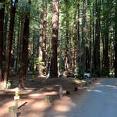 Review photo of Burlington Campground — Humboldt Redwoods State Park by jeanne D., August 6, 2021