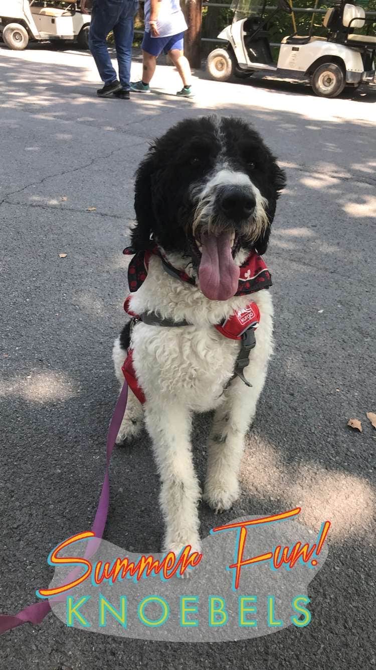 Elise D.'s photo of camping with pets at Lake Glory Campground near Pottsville, PA