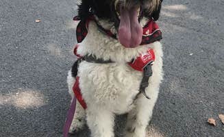 Elise D.'s photo of camping with pets at Lake Glory Campground near New Columbia, PA