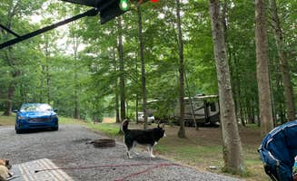 Travis P.'s photo of camping with pets at Honeysuckle Meadows RV resort near Great Smoky Mountains National Park