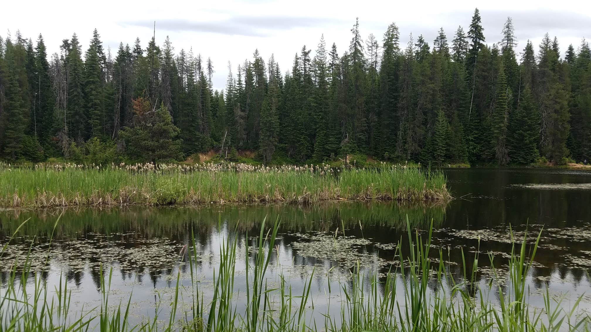 Camper-submitted photo at Campbells Pond Access Area near Ahsahka, ID