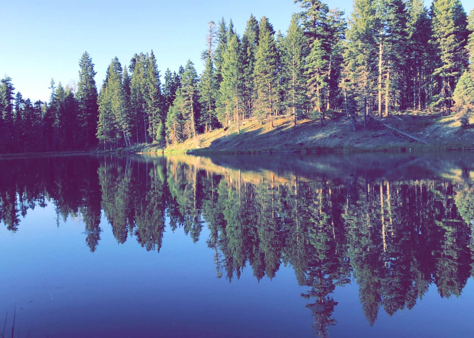 Trout Lakes Camping | The Dyrt