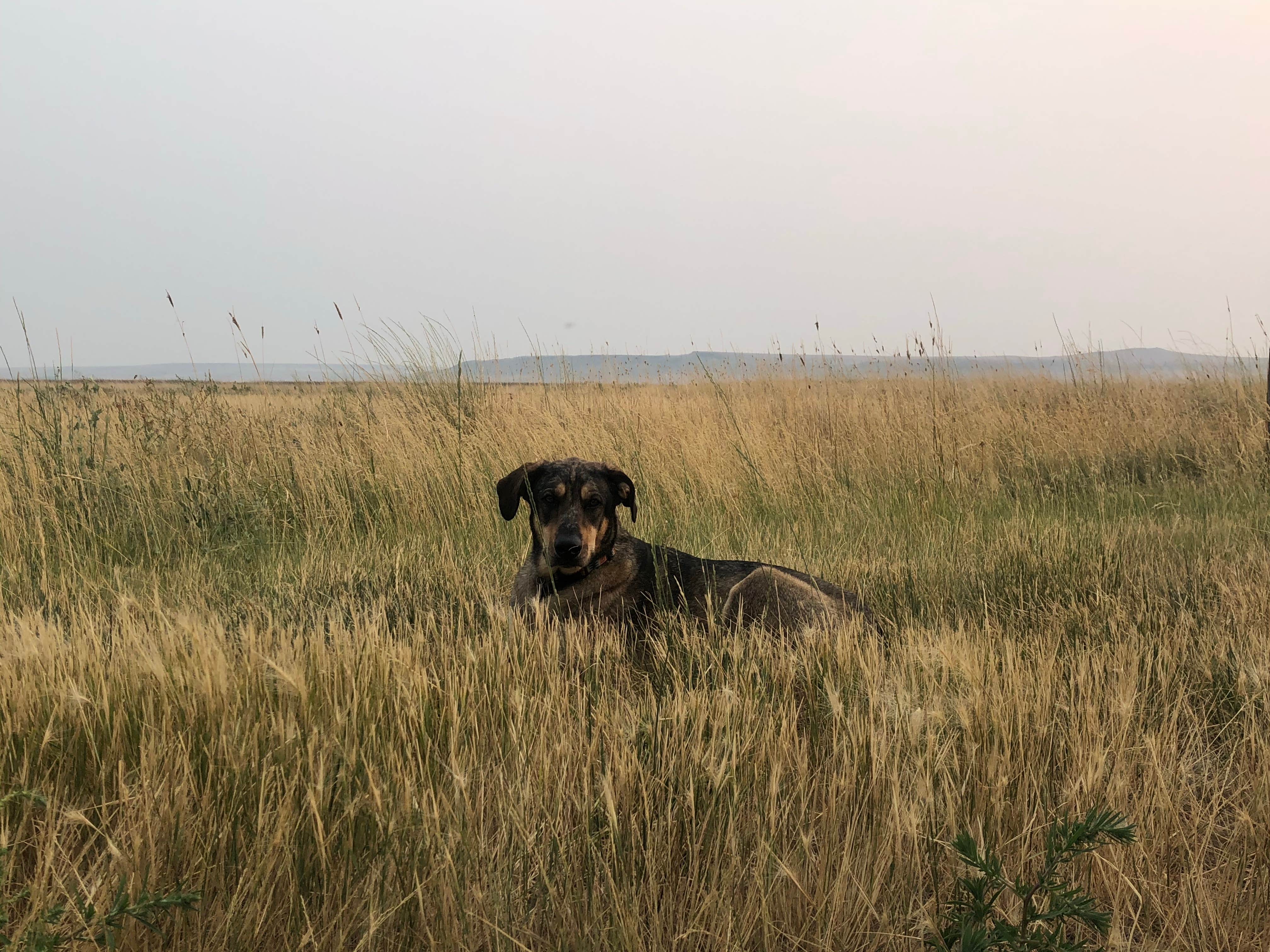 Dani's photo of camping with pets at Freezout Lake - Dispersed Camping near Choteau, MT