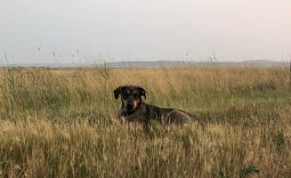 Dani's photo of camping with pets at Freezout Lake - Dispersed Camping near Malmstrom AFB, MT