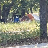Just a longhorn hanging out near some tents