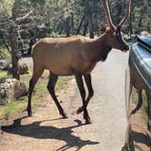 Review photo of Mather Campground — Grand Canyon National Park by Kelly S., August 7, 2021