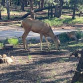 Review photo of Mather Campground — Grand Canyon National Park by Kelly S., August 7, 2021