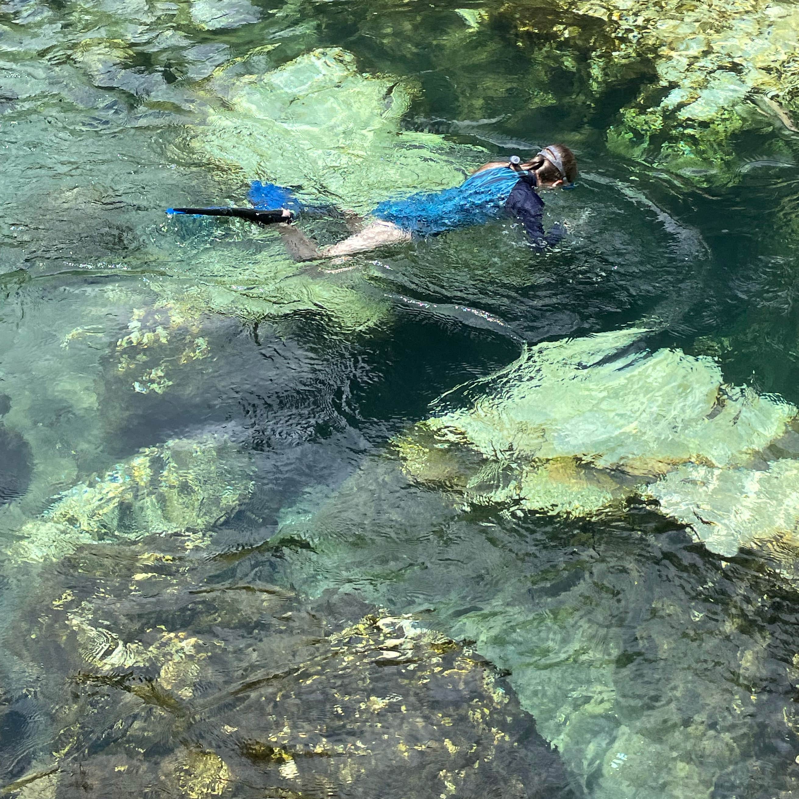 Salt Springs Recreation Area | The Dyrt