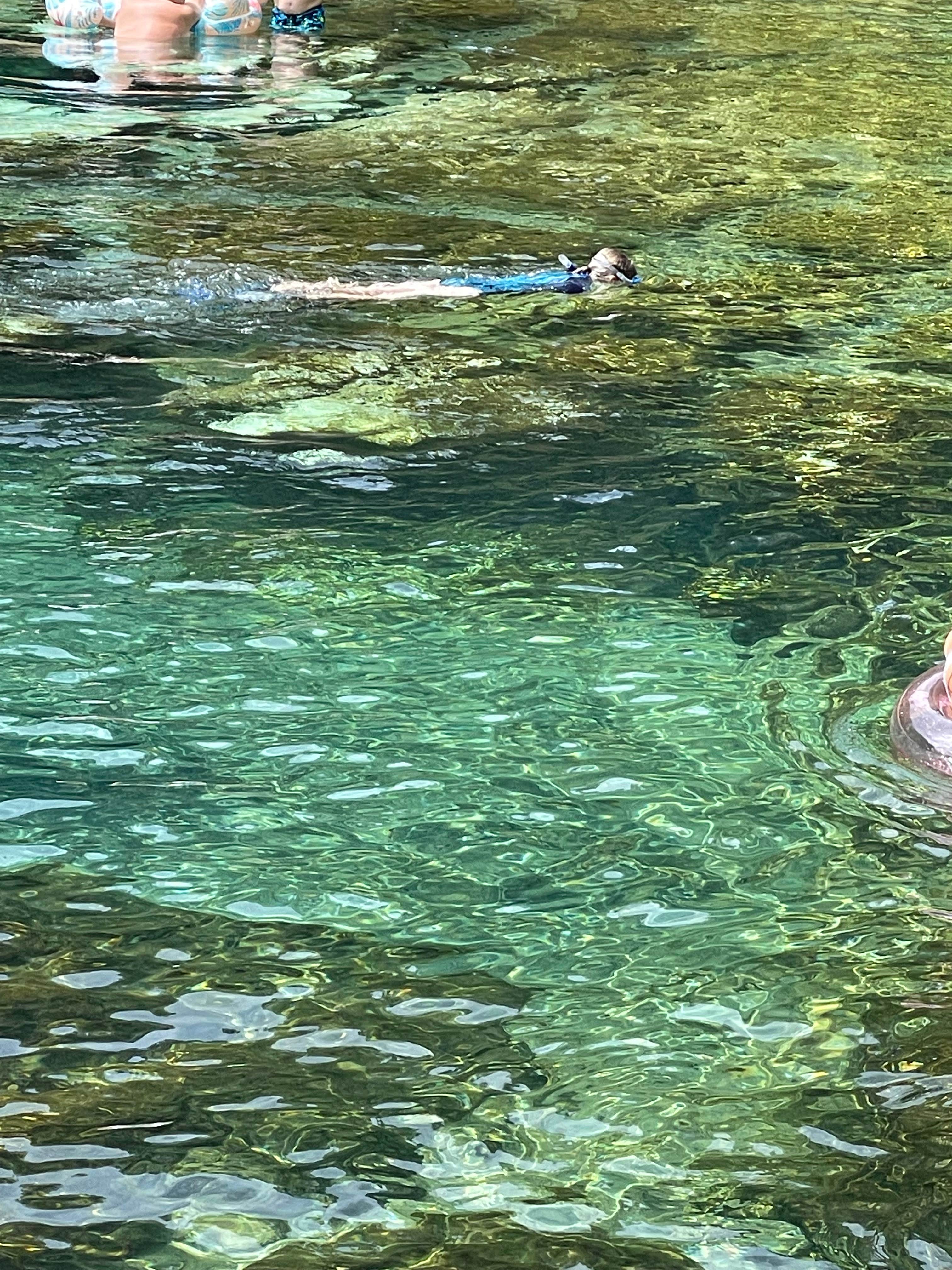 Salt Springs Recreation Area The Dyrt