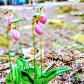 Review photo of Blackwoods Campground — Acadia National Park by Adelle C., June 18, 2018