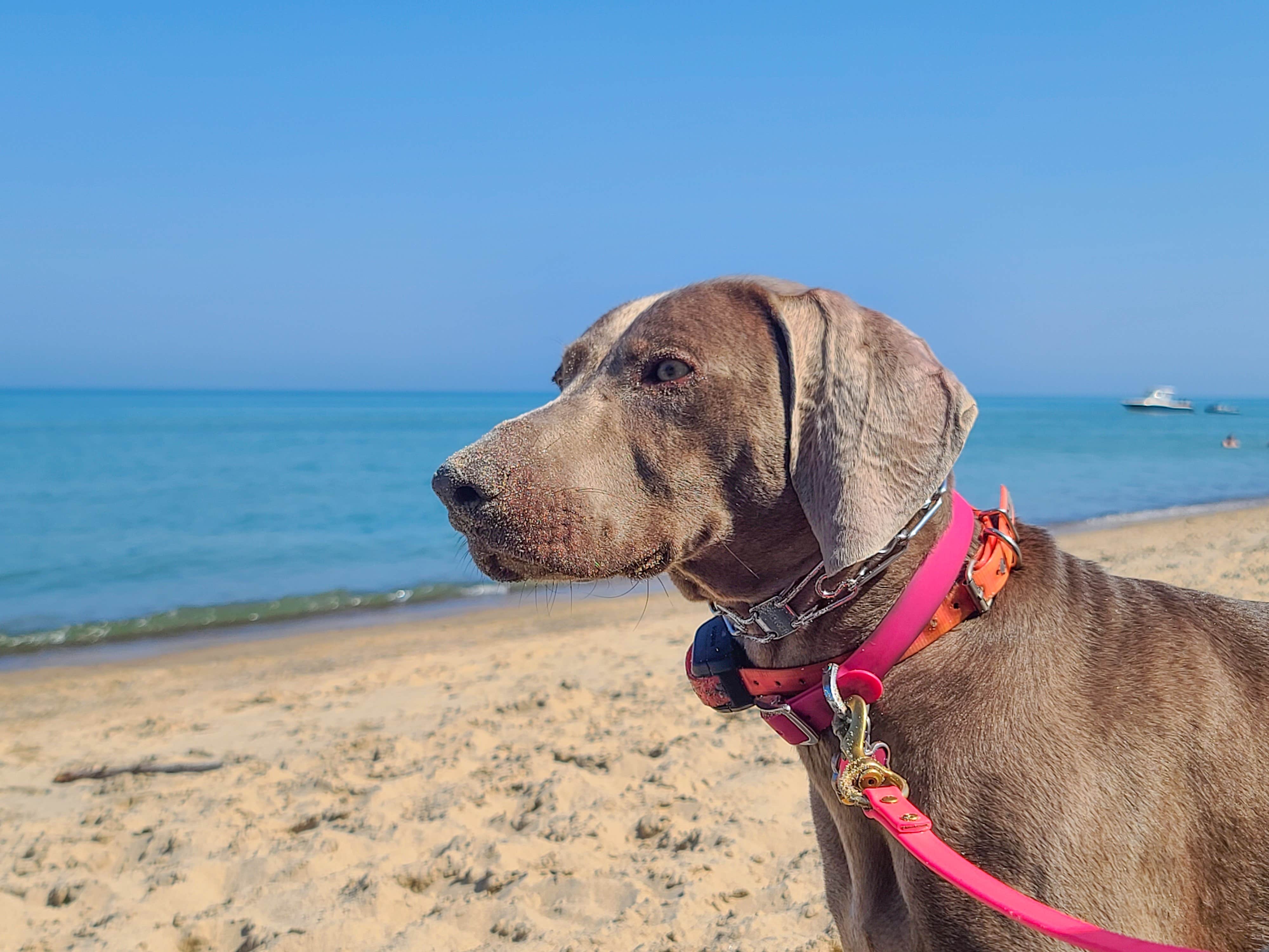 John K.'s photo of camping with pets at Mount Randall Campground — Warren Dunes State Park near New Carlisle, IN