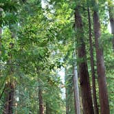 Review photo of Jedidiah Smith Campground — Redwood National Park by Michelle H., August 7, 2021