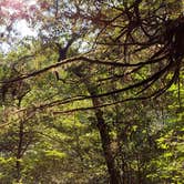 Review photo of Jedidiah Smith Campground — Redwood National Park by Michelle H., August 7, 2021