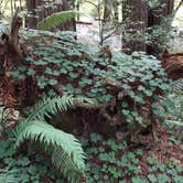 Review photo of Jedidiah Smith Campground — Redwood National Park by Michelle H., August 7, 2021