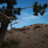 Review photo of Mid Hills Campground — Mojave National Preserve by Torrance , August 7, 2021