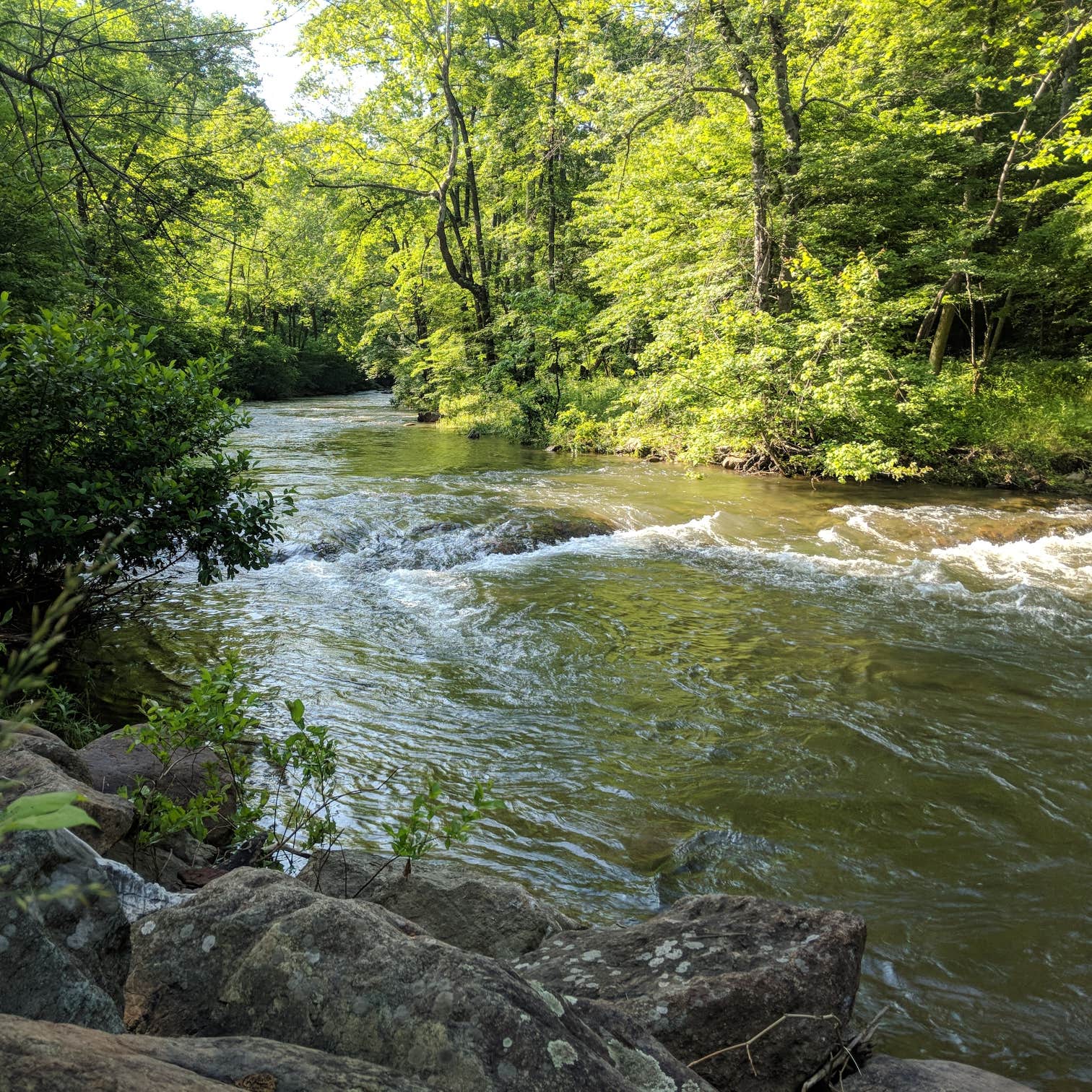 Gooney Creek Campground Camping | The Dyrt