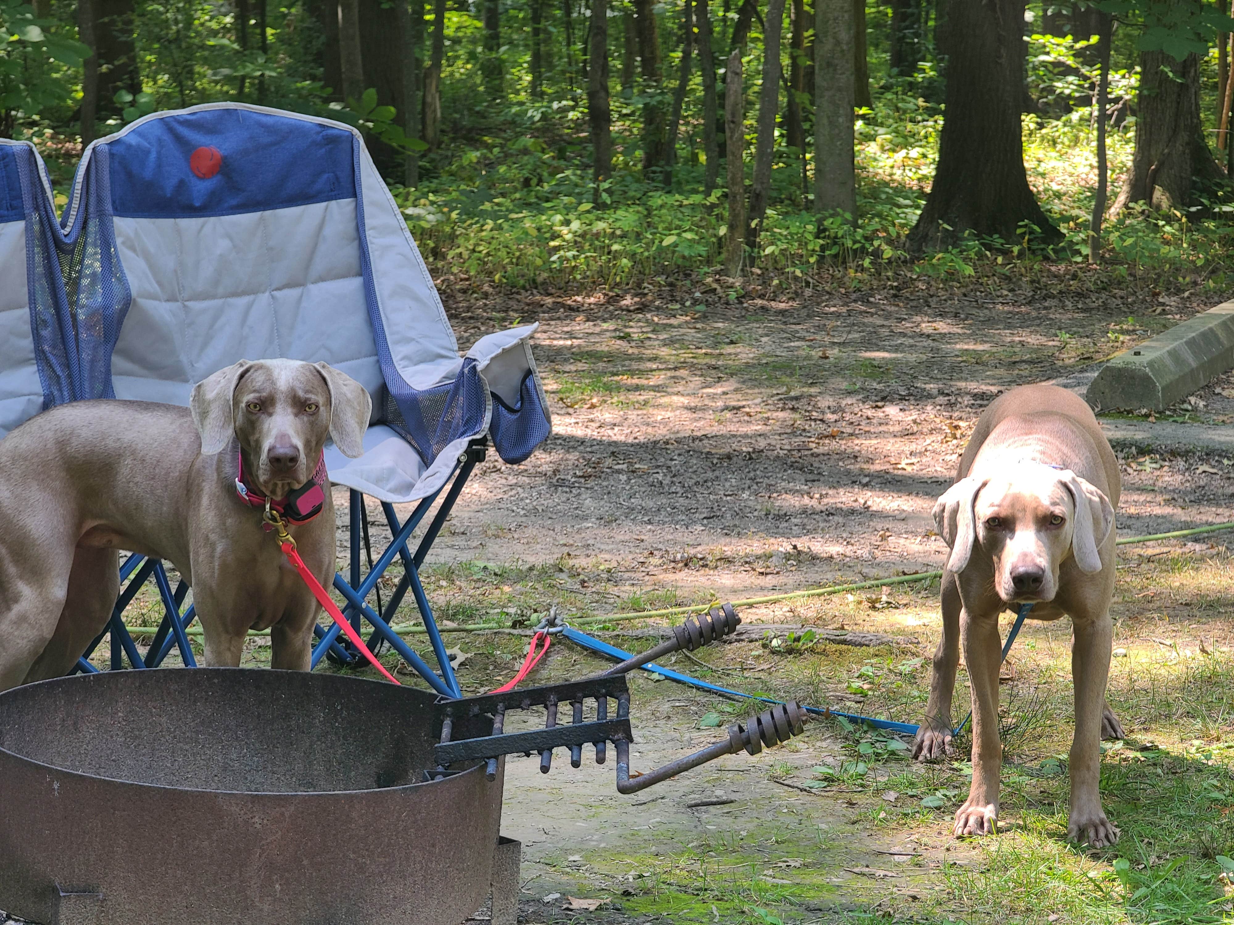 John K.'s photo of camping with pets at Geneva State Park Campground near Painesville, OH