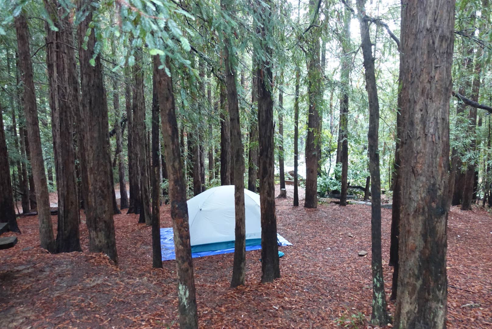 Camper submitted image from Alice Eastwood Group Camp — Mount Tamalpais State Park - 2