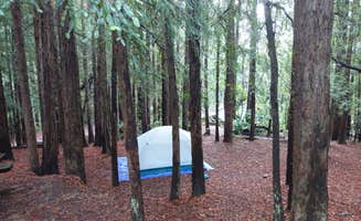Nathaniel S.'s photo at Alice Eastwood Group Camp β Mount Tamalpais State Park near Alameda, CA