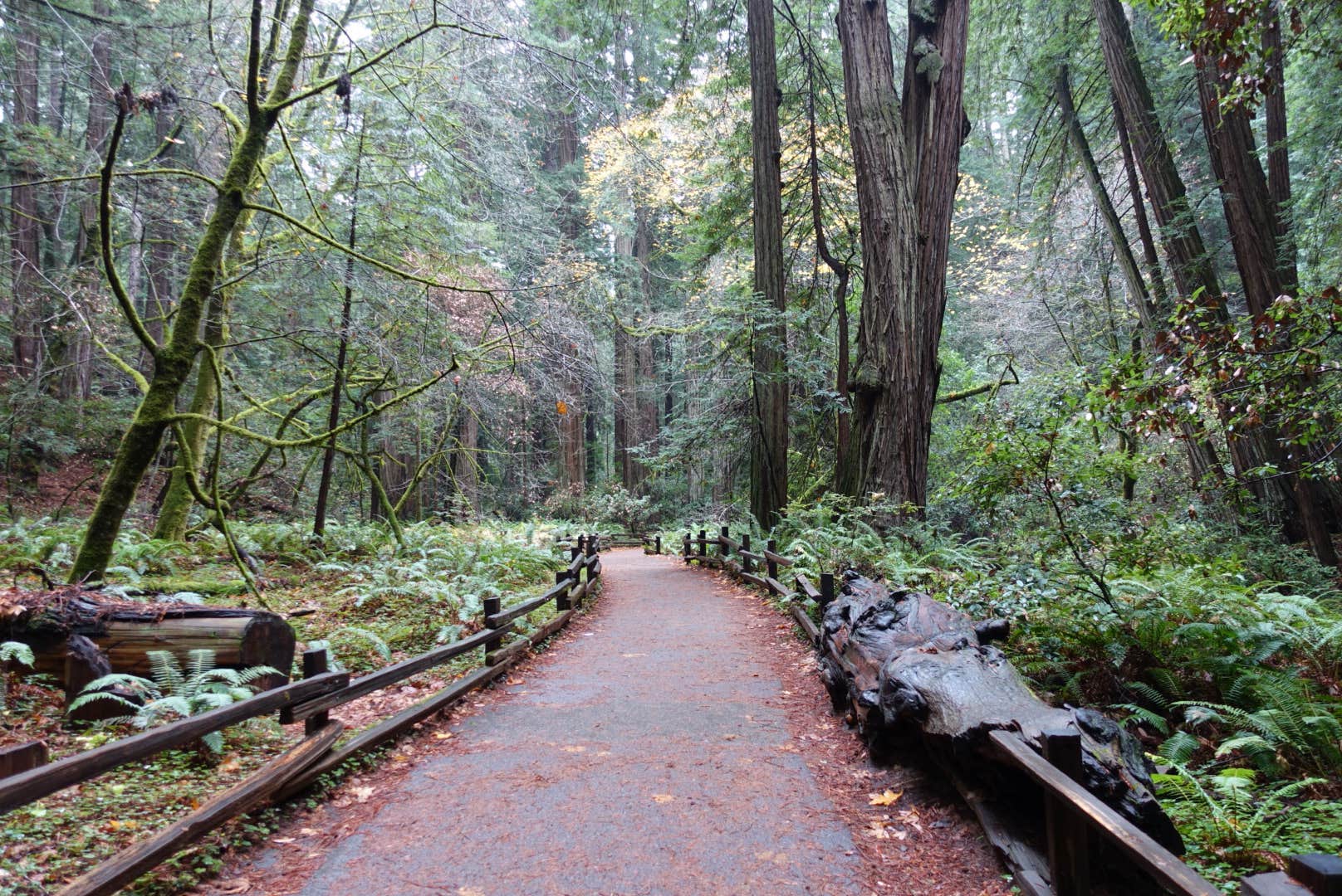 Camper submitted image from Alice Eastwood Group Camp — Mount Tamalpais State Park - 4