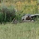 Review photo of Custer-Gallatin National Forest Dispersed Camping by Will  E., August 8, 2021