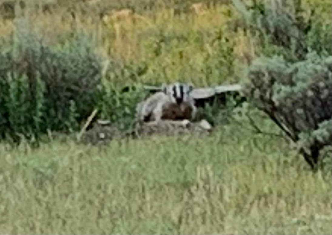 Camper submitted image from Custer-Gallatin National Forest Dispersed Camping - 1